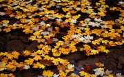 yellow leaves